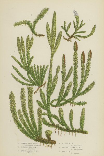 Common Club Moss, Interrupted Club Moss, Savin-Leaved Club Moss, Marsh Club Moss, Lesser Alpine by English School