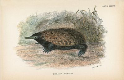 Common Echidna by English School