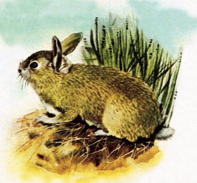Common English rabbit by English School