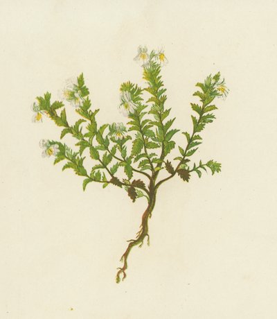Common Eyebright, Euphrasia Officinalis by English School