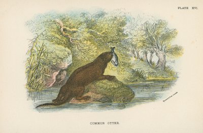 Common Otter by English School