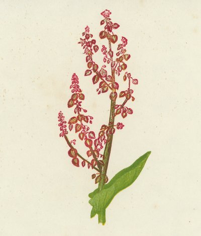 Common Sorrel, Rumex Acetosa by English School