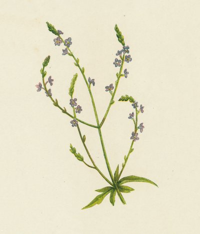 Common Vervain, Verbena Officinalis by English School