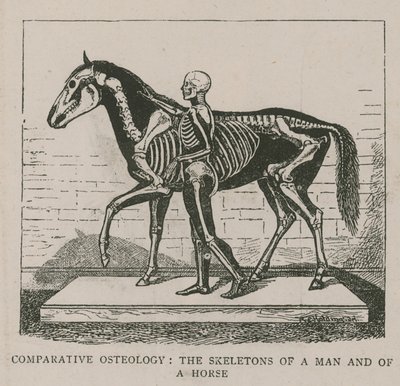 Comparative Osteology by English School