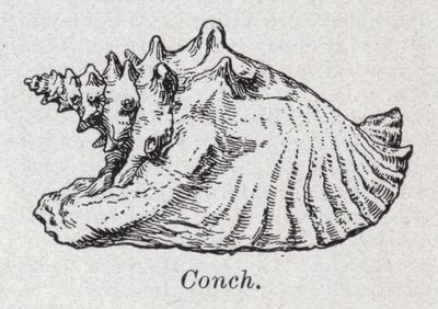 Conch by English School