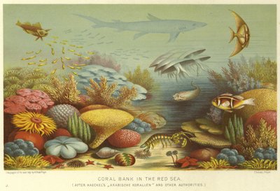 Coral Bank in the Red Sea by English School