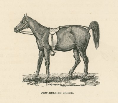 Cow-Bellied Horse by English School
