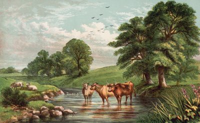 Cows Standing in Stream by English School