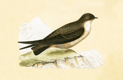 Crag Swallow, Illustration from 