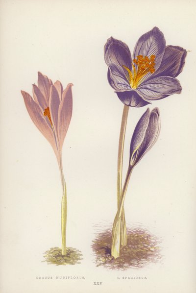 Crocus Nudiflorus; C Speciosus by English School