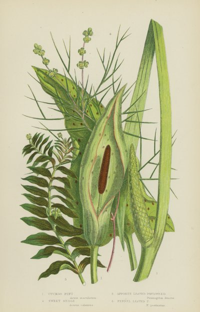 Cuckoo Pint, Sweet Sedge, Opposite Leaved Pondweed, Fennel Leaved Pondweed by English School