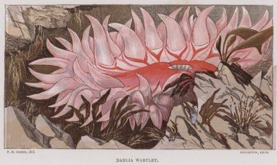 Dahlia Wartlet by English School