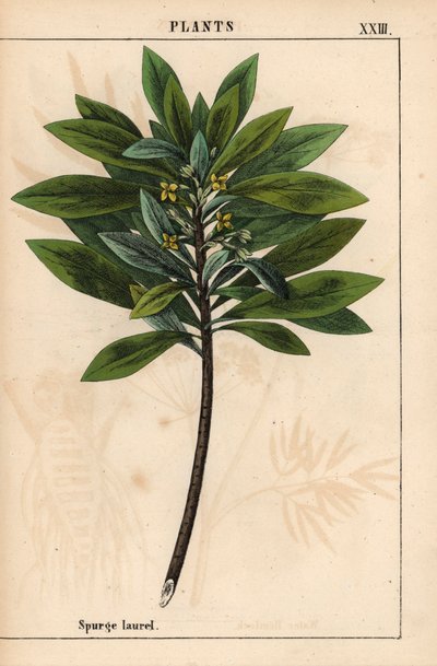 Daphne laureola or Spurge-laurel, from 