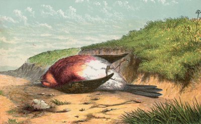 Dead Robin by English School