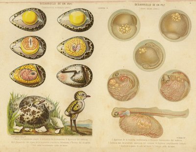 Development of a Bird and a Fish by English School