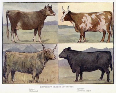 Different Breeds of Cattle by English School