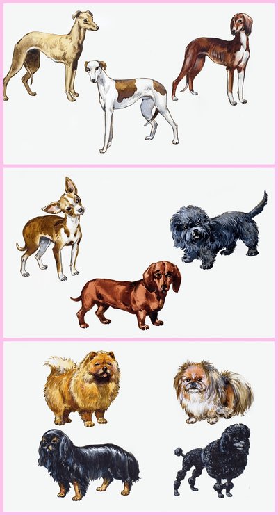 Dogs Montage by English School