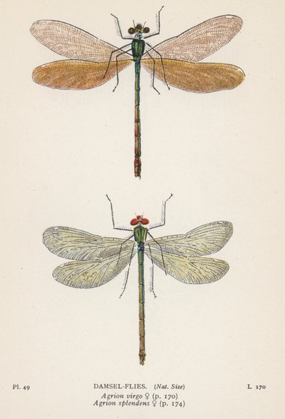 Dragonflies: Damsel-Flies by English School