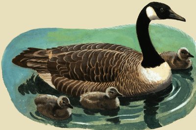 Duck and Chicks by English School