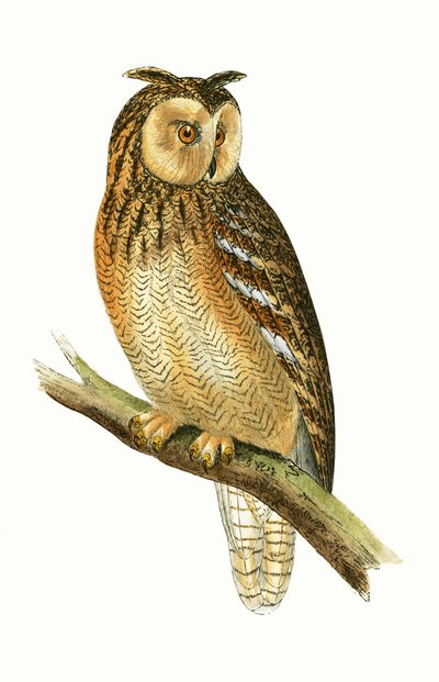 Egyptian Eared Owl, illustration from 