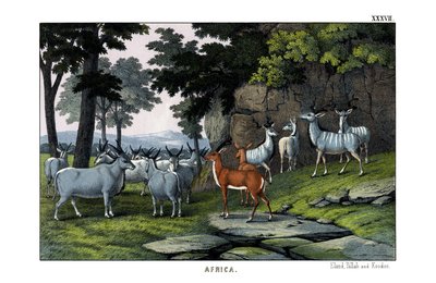 Eland by English School