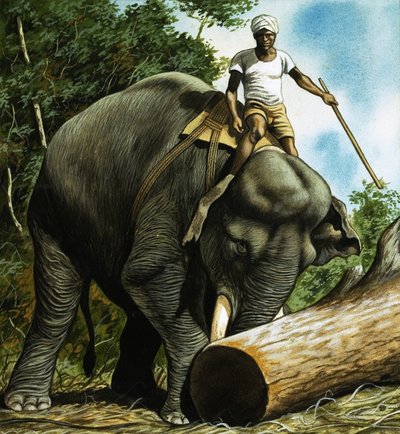 Elephant Rolling Log by English School