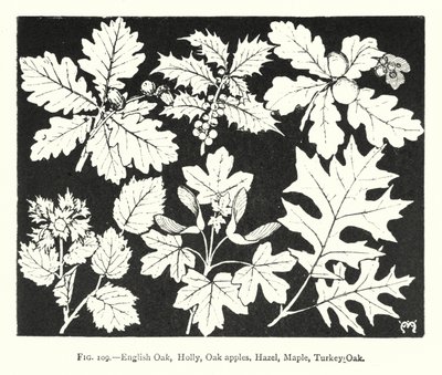 English Oak, Holly, Oak apples, Hazel, Maple, Turkey Oak by English School