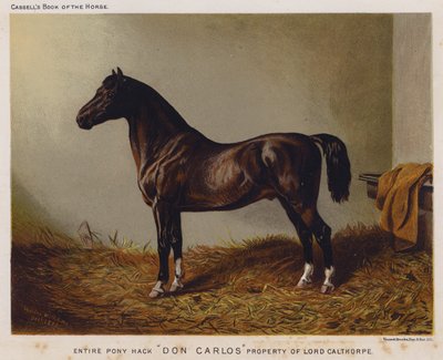 Entire Pony Hack "Don Carlos," Property of Lord Calthorpe by English School