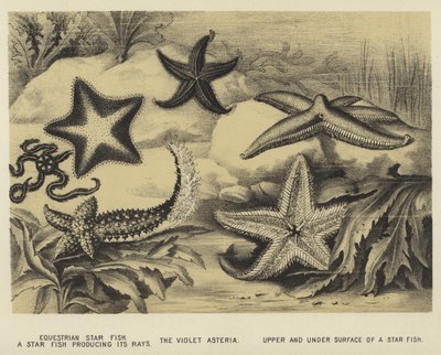 Equestrian Star fish, a Star fish producing its rays, the Violet Asteria, upper and under surface of a Star fish by English School