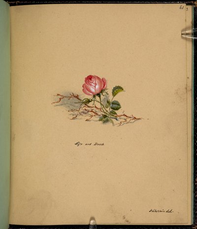 A rose, Life and death, from a 