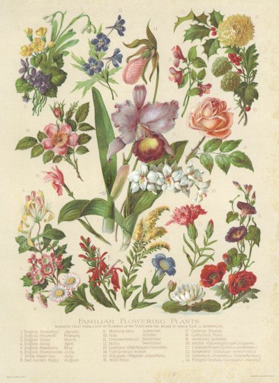 Familiar Flowering Plants by English School