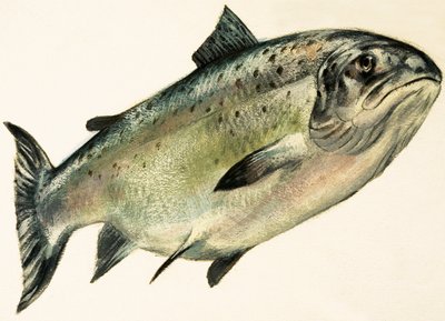 Female Salmon by English School