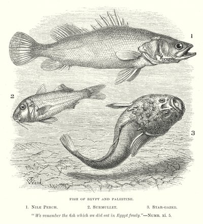 Fish of Egypt and Palestine (engraving) by English School