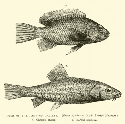 Fish of the Lake of Galilee by English School