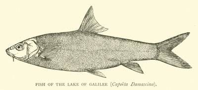 Fish of the Lake of Galilee, Capoeta Damascina by English School