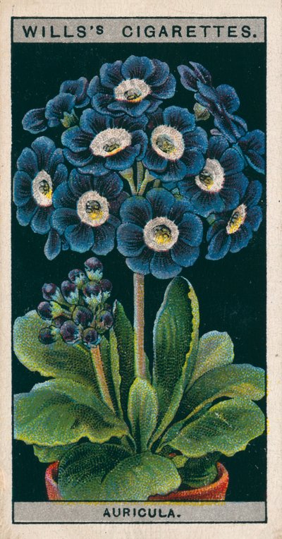 Flower Culture in Pots: Alpine Auricula by English School