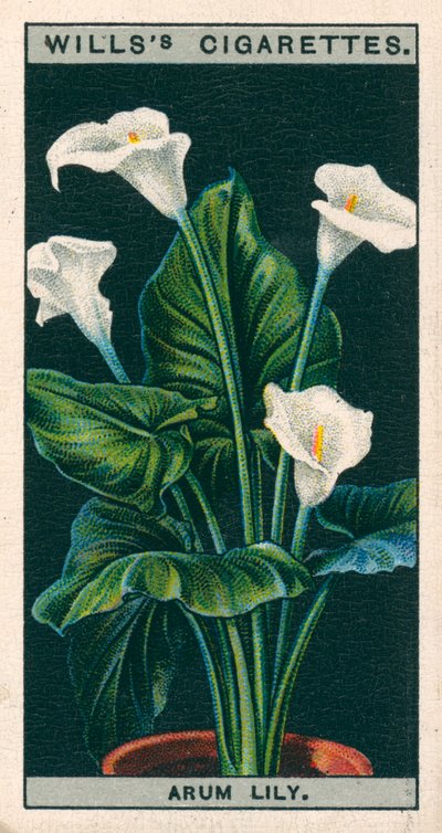 Flower Culture in Pots: Arum Lily or Richardia by English School