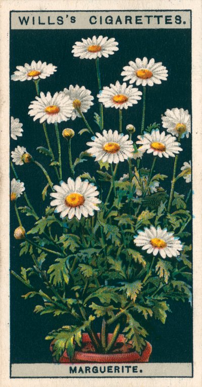 Flower Culture in Pots: Marguerite by English School