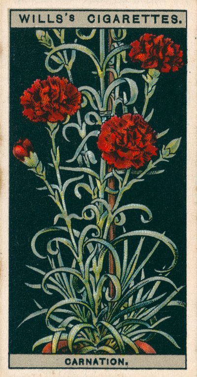 Flower Culture in Pots: Perpetual-Flowering Carnation by English School