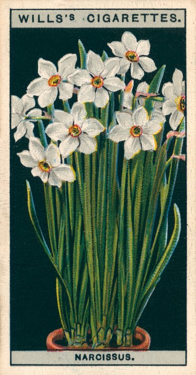 Flower Culture in Pots: Poet