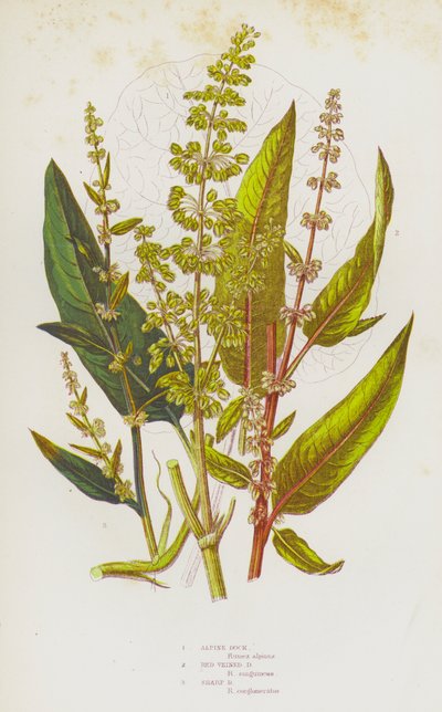 Flowering Plants of Great Britain: Alpine Dock, Red Veined Dock, Sharp Dock by English School