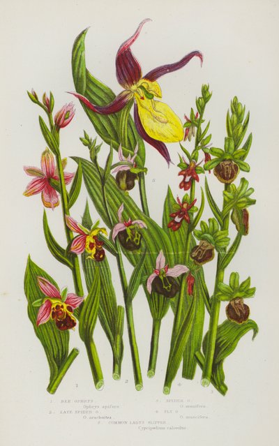 Flowering Plants of Great Britain: Bee Ophrys, Late Spider Ophrys, Spider Ophrys, Fly Ophrys, Common Lady