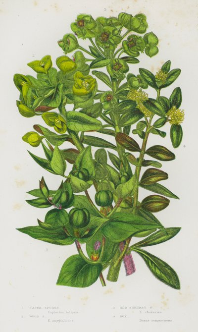 Flowering Plants of Great Britain: Caper Spurge, Wood Spurge, Red Shrubby Spurge, Box by English School