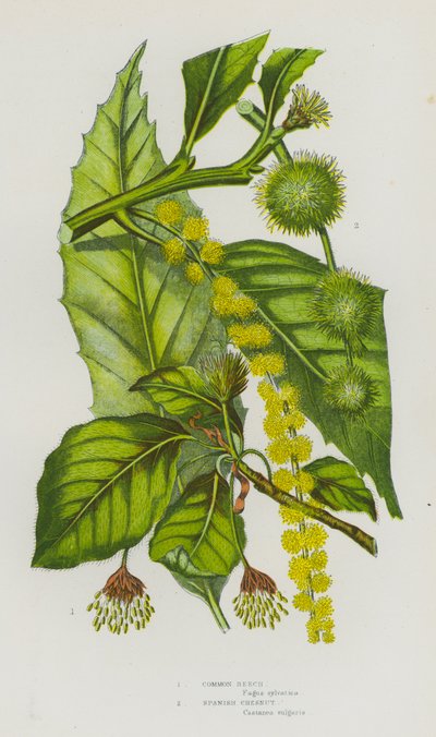 Flowering Plants of Great Britain: Common Beech, Spanish Chesnut by English School