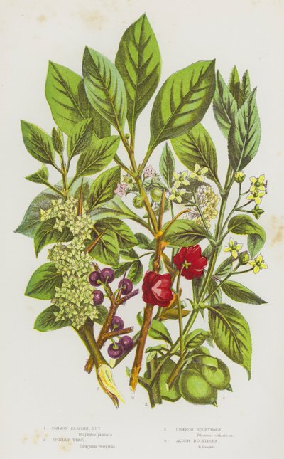 Flowering Plants of Great Britain: Common Bladder Nut, Spindle Tree, Common Buckthorn, Alder Buckthorn by English School
