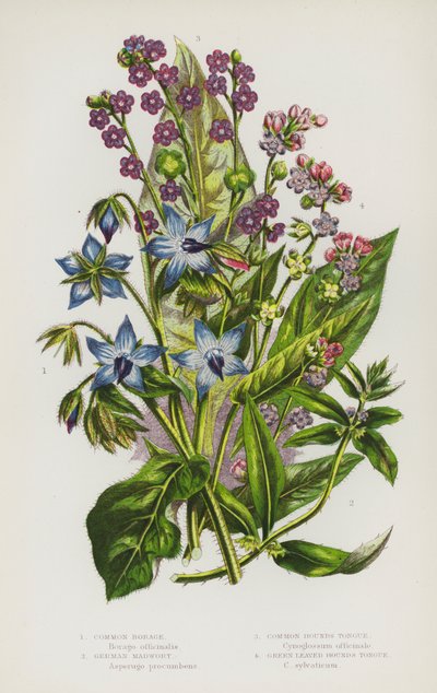 Flowering Plants of Great Britain: Common Borage, German Madwort, Common Hounds Tongue, Green Leaved Hounds Tongue by English School