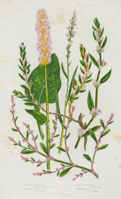Common Buckwheat, Viviparous Alpine Buckwheat, Common Knot Grass, Rays Knot Grass, Sea Side Knot Grass by English School