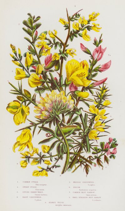 Flowering Plants of Great Britain: Common Furze, Dwarf Furze, Dyers Green-Weed, Hairy Green-Weed, Needle Green-Weed, Broom, Common Rest Harrow, Small Spreading Rest Harrow, Kidney Vetch by English School