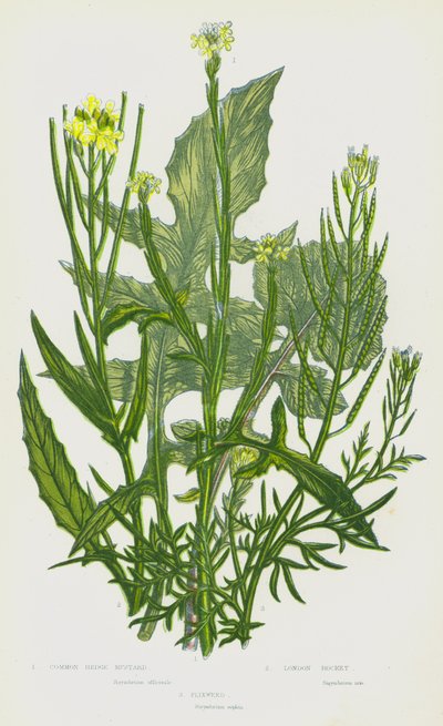 Common Hedge Mustard, London Rocket, Flixweed by English School