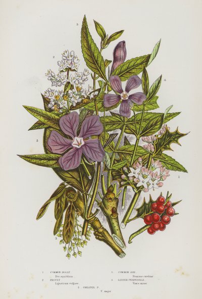 Flowering Plants of Great Britain: Common Holly, Privet, Common Ash, Lesser Periwinkle, Greater Periwinkle by English School